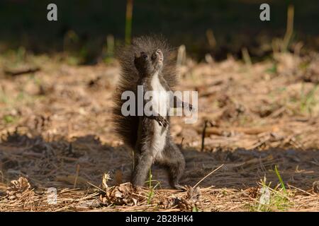 Niedliches kleines Eichhörnchen, das auf seinen zwei Beinen steht und im Herbstwald vor Kiefernstöcken und Kiefernzapfen aufblickt. Eichhörnchen in ungewöhnlichen uprig Stockfoto