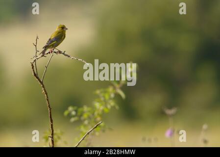 Grünfink Vogel auf einem kleinen Ast. Vogel auf einem natürlichen grünen Hintergrund. Stockfoto