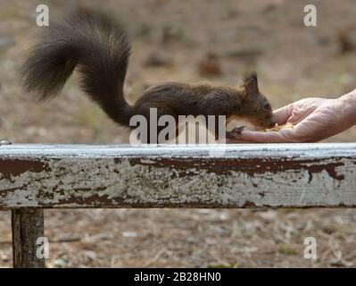 Schwarze Bauernhof Kuh Trinkwasser aus dem See. Stockfoto