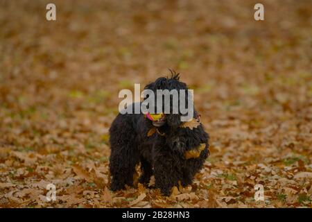 Niedlicher schwarzer Hund beißt einen Ball in einem Wald mit Herbstblättern Stockfoto