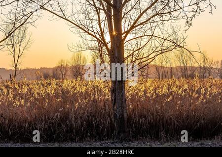 Die Sonnenstrahlen bei Sonnenuntergang filtern durch die Baumstämme in der Padule di Fucecchio, Toskana, Italien Stockfoto