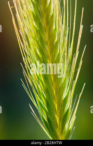 Junger, grüner Weizengrassaatkopf, der durch Fokussierung isoliert und durch Sonnenlicht hinterleuchtet wird Stockfoto