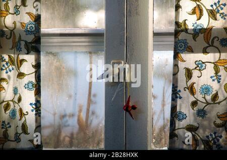 Dick mit Schmerzfenster mit gealterten Strickvorhängen über schmutzigem Glas und einem kleinen roten Vogelornament, das an der Antikriegel hängt Stockfoto