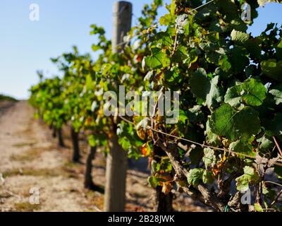 Hochauflösendes Bild eines Weinguts und Ackerlandes in der Westkap-Weinregion in Südafrika. Keine Leute. Stockfoto