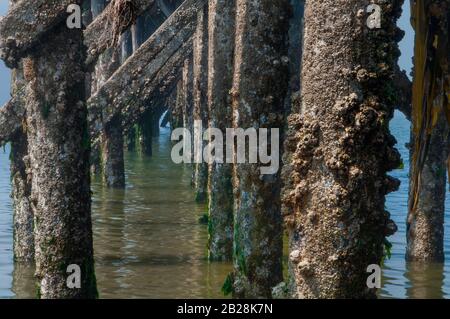 Barnacle bedeckte die von der aufgehenden Sonne beleuchtete Holzpfostenseite mit dem schlammigen Wasser der Ebbe Stockfoto