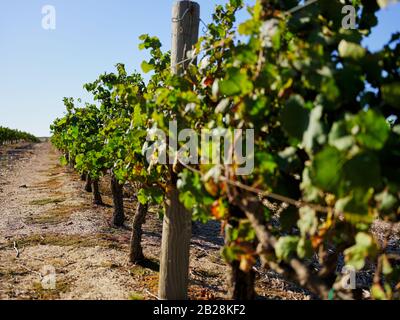 Hochauflösendes Bild eines Weinguts und Ackerlandes in der Westkap-Weinregion in Südafrika. Keine Leute. Stockfoto