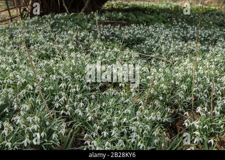 Klumpen von Schneefällen (Galanthus sp) Stockfoto