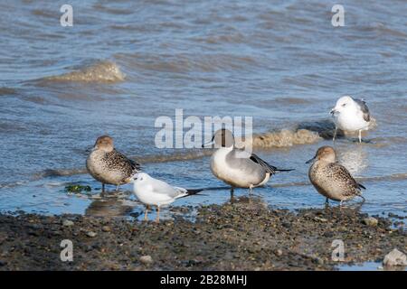 Stehende Pintail-Enten (Anas acuta) Stockfoto