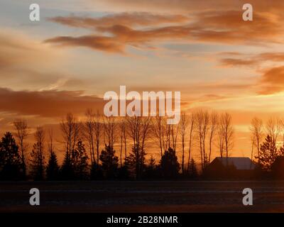 Silhouettierte Baumlinie gegen den orangefarbenen bewölkten Himmel von der untergehenden Sonne Stockfoto