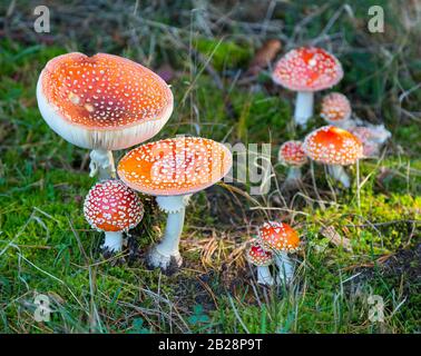 Fliegenagarie (Amanita muscaria) im Wald, Dippoldiswalder Heide, Sachsen, Deutschland Stockfoto