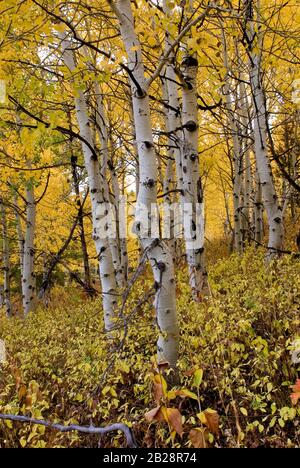 Weiß barkierte quaschenbewachsene Espenbäume an einem Hang unter dem goldenen Herbsthimmel gelber Blätter. Stockfoto