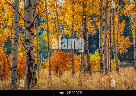 Weiß mit Hinterleuchtung gebackte Espenbäume auf einem Feld unter dem goldenen Herbstdach gelber Blätter Stockfoto