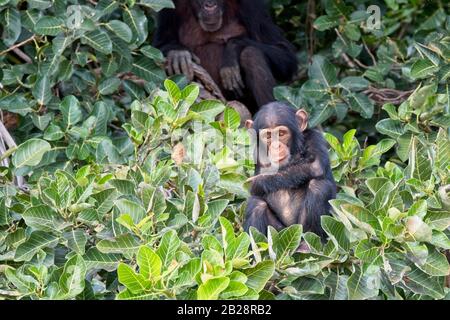 Young Chimpanzee (Pan troglodytes) in a Tree, Chimpanzee Rehabilitation Project, River Gambia National Park, Gambia. Stockfoto