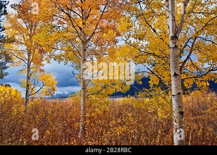 Weiß barkierte quaschenbewachsene Espenbäume auf einem Feld unter dem goldenen Herbsthimmel aus gelben und orangefarbenen Blättern. Stockfoto