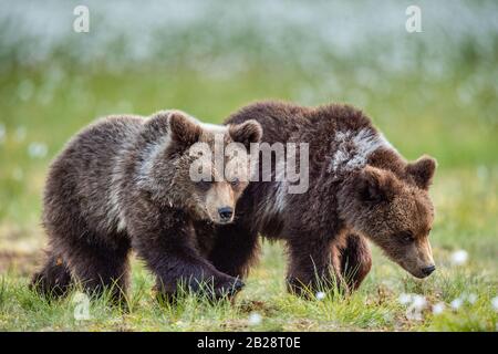 Würfeln von Braunbären im Sommerwald. Natürlicher Lebensraum. Wissenschaftlicher Name: Ursus Arctos Arctos. Sommer Grün Wald Hintergrund. Stockfoto