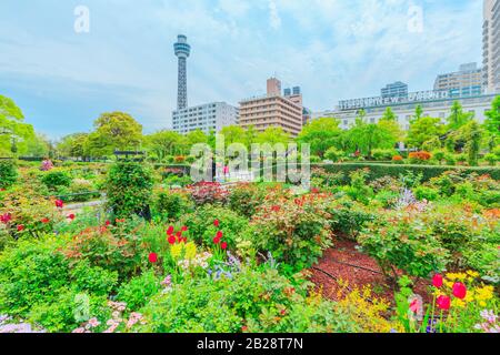 Yokohama, Japan - 21. April 2017: Blumengärten im Frühling im Yamashita Park, erster Küstenpark in Japan vor dem Yokohama-Hafen mit Yokohama Stockfoto