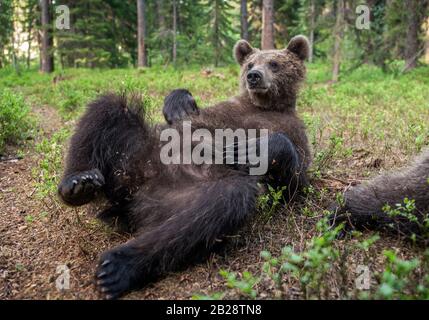 Wilde braun Bärenjunges an Kamera close-up-Weitwinkel. Cub von Braunbär im Sommer Wald. Natürlicher Lebensraum. Wissenschaftlicher Name: Ursus arctos. Stockfoto