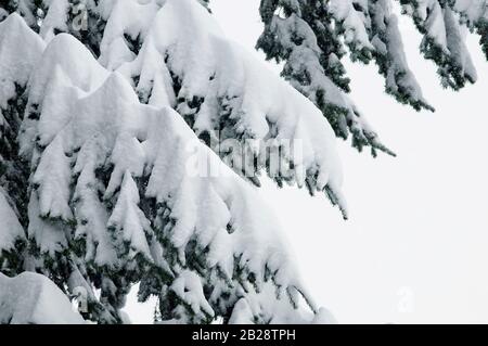Tannenbaumboughs im Schnee bedeckt. Stockfoto