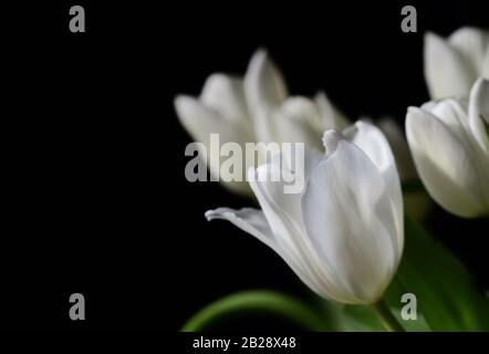 Nahaufnahme weißer Tulpen am Rand vor schwarzem Hintergrund im Frühjahr mit Leerzeichen für Text Stockfoto