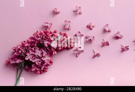 Wunderschöner Liliazenzweig mit gleichem Farbhintergrund. Minimalistische Blumenapposition im trendigen Stil. Stockfoto