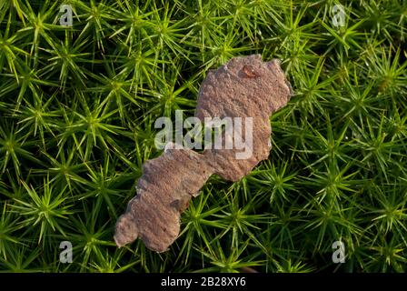 Kiefernrinde auf gemeinem Haarkappenmoos (Polytrichum commune). Stockfoto