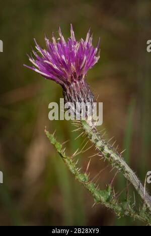 Marsh Distle (Cirsium palustre) schließen sich an. Schottland, Großbritannien. Stockfoto