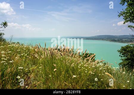 Wildblumen Wildweizenfeld über dem Plattensee ungarn auf dem Hügel . Stockfoto