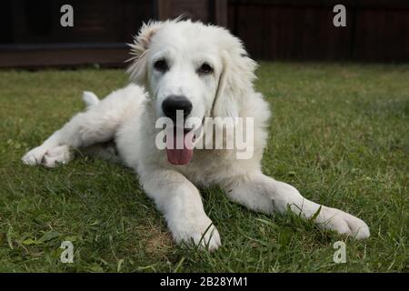 Tatra Shepherd Dog vier Monate alte Welpen im Hausgarten. Stockfoto