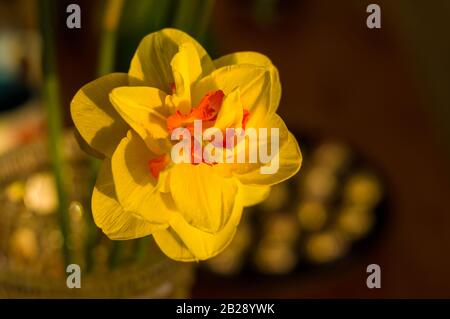 Erstaunlich große helle gelbe Narzissen im Sonnenlicht. - Nah-, Makro-, perfekte Bild für Grußkarte, Frühling Hintergrund. Stockfoto