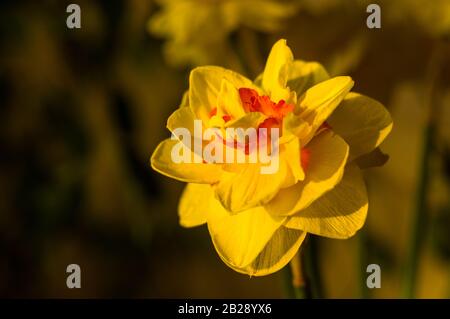 Erstaunlich große helle gelbe Narzissen im Sonnenlicht. - Nah-, Makro-, perfekte Bild für Grußkarte, Frühling Hintergrund. Stockfoto