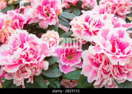 Foto von Azalea Plant mit weiß rosa Farben. Nahaufnahme. Stockfoto