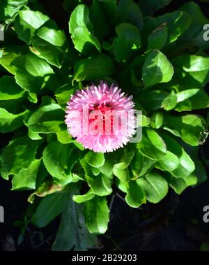 Eine Bellis perennis Pomponette Bicolor Gänseblümchen von oben gesehen Stockfoto