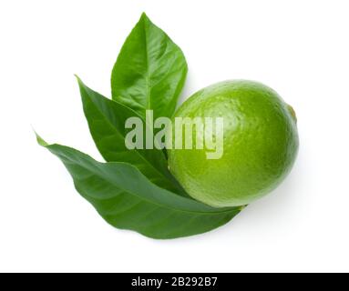 Linde mit auf weißem Grund isolierten Blättern. Flaches Lay. Draufsicht Stockfoto