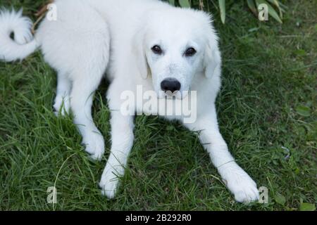 Tatra Shepherd Dog vier Monate alte Welpen im Hausgarten. Stockfoto