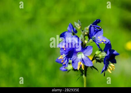 Jakobs Leiter oder griechische Werferin. Polemonium caeruleum. Heilpflanze. Stockfoto