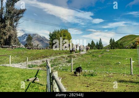 Eine Demonstration für Touristen von Arbeitshunden, die Schafe am Walter Peak am Lake Wakatipu bei Queenstown in Neuseeland aufrunden Stockfoto