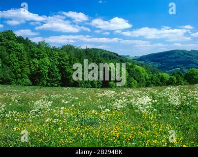 Blühende Wiese und Wald bei Lindenfels im Odenwald, Bezirk Bergstraße, Hessen, Deutschland Stockfoto