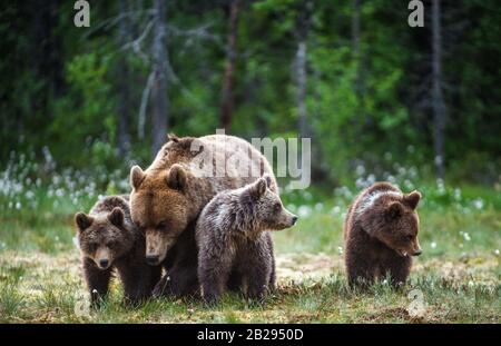 Sie trägt und kubelt im Sommerwald. Natürliches Habitat. Braunbär, wissenschaftlicher Name: Ursus arctos. Sommersaison. Stockfoto