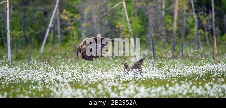 Juvenile Weißwedeladler i auf der Wiese mit weißen Blumen. . Wissenschaftlicher Name: Haliaetus albicilla, Ern, erne, grauer Adler, eurasischer Seeadler an Stockfoto