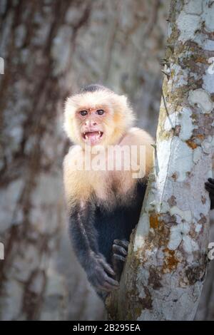 Ein weißer Kapuzineraffe mit Blick führt hinter einem Baumstamm am Strand in Jaco, Costa Rica. Stockfoto
