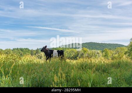 Schwarz-weiß Belted Galloway Kalb in Langgras auf einer Sommerwiese in Neuengland, USA Stockfoto