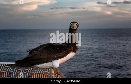 Nahaufnahme eines erwachsenen braunen Bubons ("Sula leucogaster"), der eine Fahrt auf einem Schiff im offenen Ozean des tropischen Ostpazifik Ozeans hitching, Farbe Stockfoto