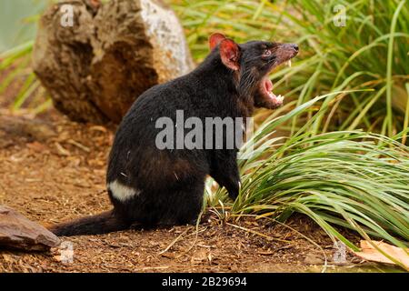 Tasmanischer Teufel - Sarkophilus harrisii fleischfressende Beutelfamilie Dasyuridus, auf dem australischen Festland und Tasmanien heimisch, Größe eines kleinen Hundes, IT bec Stockfoto