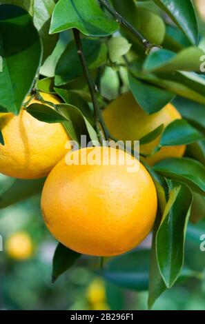 Süßes Orange - Citrus x Aurantium Stockfoto