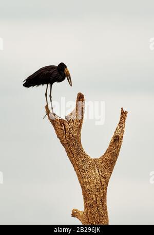 Afrikanischer Openbill - Anastomus lamelligerus Storchenart in der Familie Ciconiiden, in großen Teilen Schwarzafrikas heimisch, schwarzer Vogel auf dem d Stockfoto