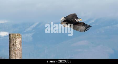 Weißkopfseeadler, der von hohem Perch über ein Tal fliegt, mit verlängerten Beinen und nach vorne flackenden Flügeln Stockfoto