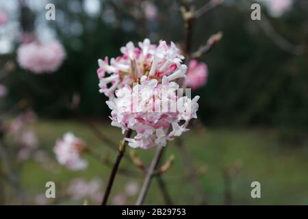 Culvers Wurzel Duftende Viburnum viburnum farrei Stearn Stockfoto