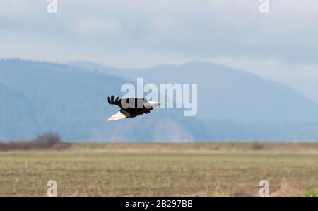 Weißkopfseeadler fliegt tief über ein Feld, das auf Beutejagd geht oder möglicherweise zu einer Landung hereinkommt Stockfoto