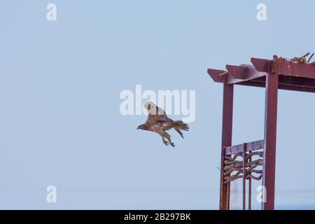 Bonellis Adler (Hieraaetus fasciautus) in sharm El-sheikh, Ägypten Stockfoto
