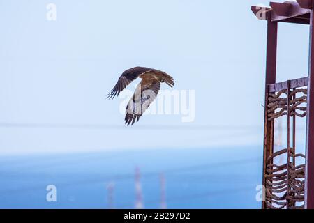 Bonellis Adler (Hieraaetus fasciautus) in sharm El-sheikh, Ägypten Stockfoto